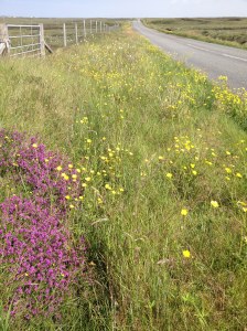 Some of the colourful flowers which had lined the roadside
